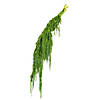 Vickerman 30" Spring Green Amaranthus Bundle, Preserved Image 2