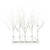 Vickerman 30" White Birch Twig Tree Grove, Warm White 3mm Wide Angle LED lights, 5 Piece Set. Image 1