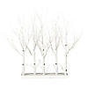 Vickerman 30&quot; White Birch Twig Tree Grove, Warm White 3mm Wide Angle LED lights, 5 Piece Set. Image 1