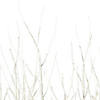 Vickerman 30" White Birch Twig Tree Grove, Warm White 3mm Wide Angle LED lights, 5 Piece Set. Image 1