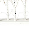 Vickerman 30" White Birch Twig Tree Grove, Warm White 3mm Wide Angle LED lights, 5 Piece Set. Image 2