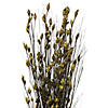 Vickerman 36-40" Basil Bell Grass with Seed Pods, 8-9 oz Bundle, Preserved Image 1