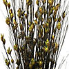 Vickerman 36-40" Basil Bell Grass with Seed Pods, 8-9 oz Bundle, Preserved Image 2