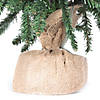 Vickerman 36" Anoka Pine Christmas Tree - Unlit Image 1