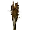 Vickerman 36" Aspen Gold Plume Reed Bundle (15-20 stems), Preserved Image 1