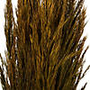 Vickerman 36" Aspen Gold Plume Reed Bundle (15-20 stems), Preserved Image 2