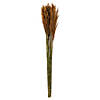Vickerman 36" Autumn Plume Reed 2 Pack Bundle Image 1