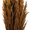 Vickerman 36" Autumn Plume Reed 2 Pack Bundle Image 2