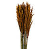 Vickerman 36" Autumn Plume Reed Bundle (15-20 stems), Preserved Image 1