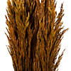Vickerman 36" Autumn Plume Reed Bundle (15-20 stems), Preserved Image 2