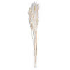 Vickerman 36" Bleached Plume Reed Bundle (15-20 stems), Preserved Image 1