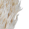 Vickerman 36" Bleached Plume Reed Bundle (15-20 stems), Preserved Image 2