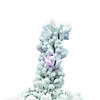 Vickerman 36" Flocked Alaskan Pine Christmas Tree with Multi-Colored LED Lights Image 1