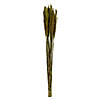 Vickerman 36" Green Plume Reed Bundle (15-20 stems), Preserved Image 1