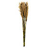 Vickerman 36" Ivory Plume Reed Bundle (15-20 stems), Preserved Image 1