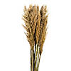 Vickerman 36" Ivory Plume Reed Bundle (15-20 stems), Preserved Image 2