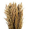 Vickerman 36" Ivory Plume Reed Bundle (15-20 stems), Preserved Image 3