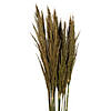 Vickerman 36" Natural Green Plume Reed Bundle (15-20 stems), Preserved Image 1