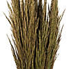 Vickerman 36" Natural Green Plume Reed Bundle (15-20 stems), Preserved Image 2