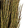 Vickerman 36" Natural Green Plume Reed Bundle (15-20 stems), Preserved Image 3