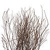 Vickerman 36" Tigerwood bundle, 25 stems per Bundle , Dried Image 1