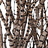 Vickerman 36" Tigerwood bundle, 25 stems per Bundle , Dried Image 2