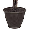 Vickerman 4' Artificial Mango Bush, Brown Plastic Container Image 3