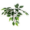 Vickerman 4' Artificial Variegated Ficus Bush, Square Willow Basket Image 2