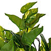Vickerman 40" Artificial Pothos Hanging Bush Image 2