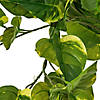 Vickerman 40" Artificial Pothos Hanging Bush Image 3