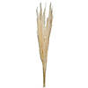 Vickerman 46" Dried Bleached Pampas Grass, 6 pieces per Pack. Image 1