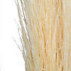 Vickerman 46" Dried Bleached Pampas Grass, 6 pieces per Pack. Image 1