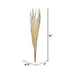 Vickerman 46" Dried Bleached Pampas Grass, 6 pieces per Pack. Image 3