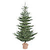 Vickerman 5' Alberta Spruce Artificial Christmas Tree, Unlit Image 1