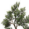 Vickerman 5' Artificial Potted Cedar Tree Image 2