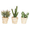 Vickerman 5"  Potted Succulent Cactus Plants - 3/pk Image 1