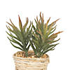 Vickerman 5"  Potted Succulent Cactus Plants - 3/pk Image 1