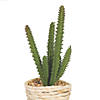 Vickerman 5"  Potted Succulent Cactus Plants - 3/pk Image 2