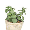 Vickerman 5"  Potted Succulent Cactus Plants - 3/pk Image 3
