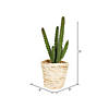 Vickerman 5"  Potted Succulent Cactus Plants - 3/pk Image 4