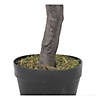 Vickerman 50" Artificial Olive Tree in Pot Image 1