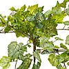 Vickerman 51" Green & White Grape Leaf Ivy Hanging Bush Image 2