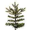 Vickerman 6.5' x 50" Douglas Fir Artificial Pre-Lit Christmas Tree, Warm White 3mm Low Voltage LED Wide Angle Lights. Image 2