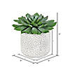 Vickerman 6" Artificial Green Potted Succulent, Pack of 2 Image 2