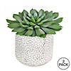 Vickerman 6" Artificial Green Potted Succulent, Pack of 2 Image 3