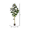 Vickerman 6' Artificial Potted Fig Tree Image 3