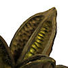Vickerman 6" Basil Star Pod, 1 piece, Dried Image 1