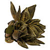 Vickerman 6" Basil Star Pod, 1 piece, Dried Image 3