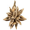 Vickerman 6" Bleached Star Pod, 1 piece, Dried Image 1