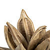 Vickerman 6" Bleached Star Pod, 1 piece, Dried Image 3